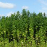 Medicinsk cannabis er en blindgyde