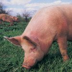 Corona: Samme mønster for 10 år siden