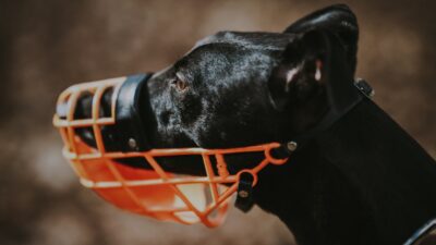 To vaccineeksperter døde kort efter afsløring af indhold